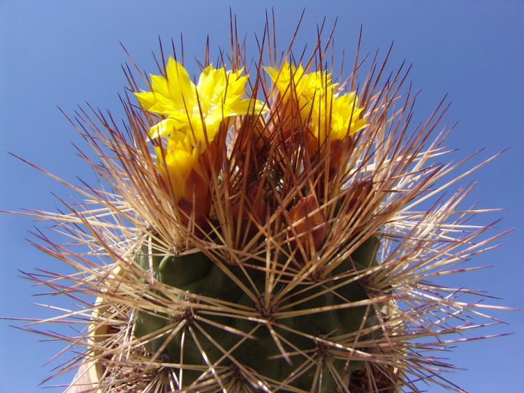 Weingartia culpinensis LH 666, Culpina,m