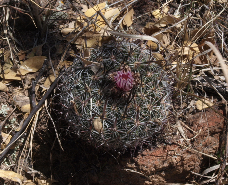image009m