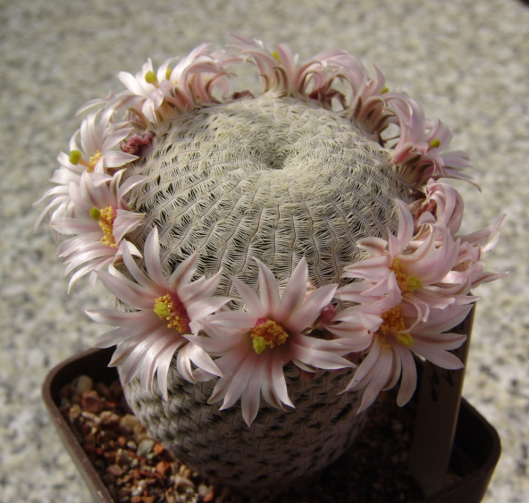 image011