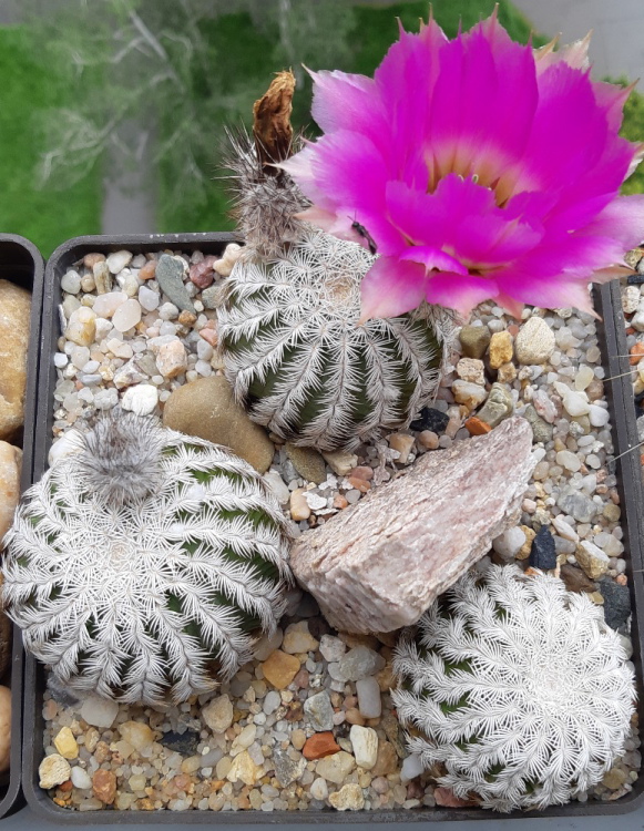 20190608 125541m