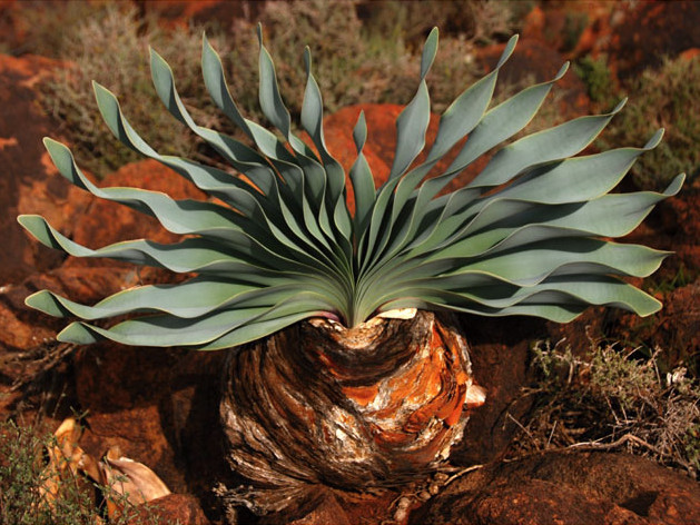 Boophone disticha