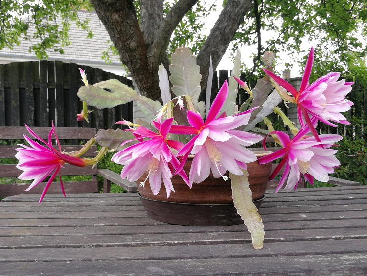 Epiphyllum