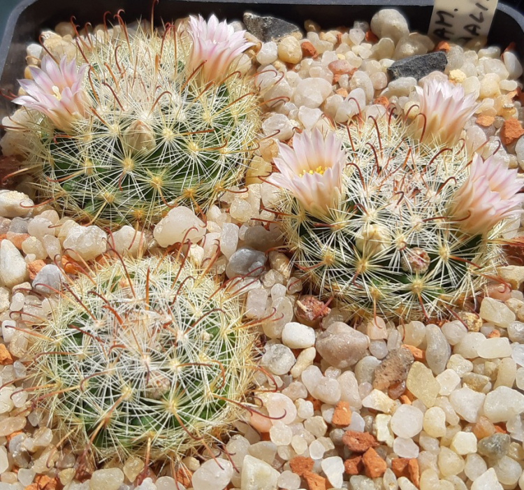 Mammillaria jaliscanam
