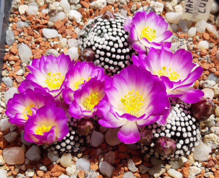 Mammillaria luethyim