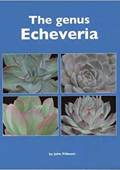 echeveria