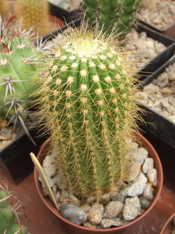 Obr. 1. Coleocephalocereus flavisetus m