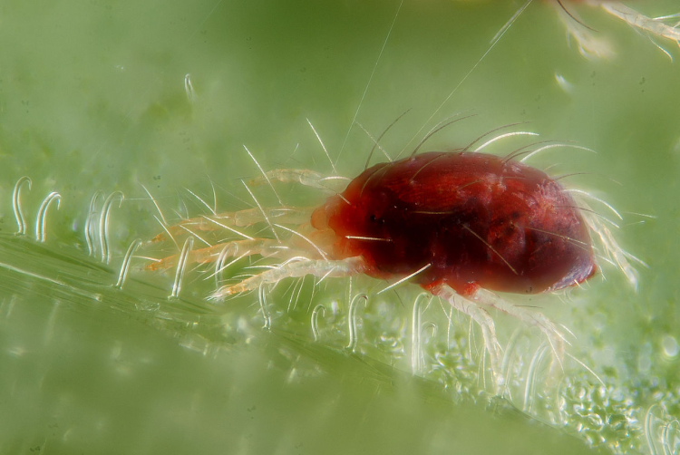 1280px Tetranychus urticae with silk threads m
