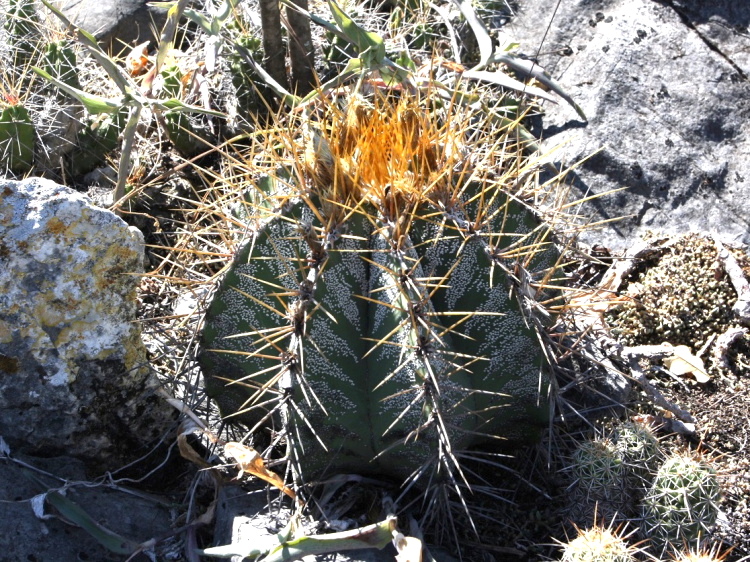 Astrophytum ornatum Peamiller Que foto Petr esal kopie m