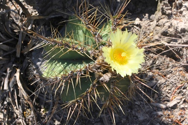Astrophytum ornatum foto Petr esal