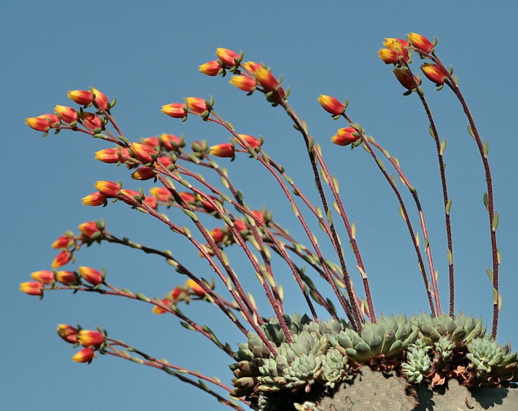 Echeveria m