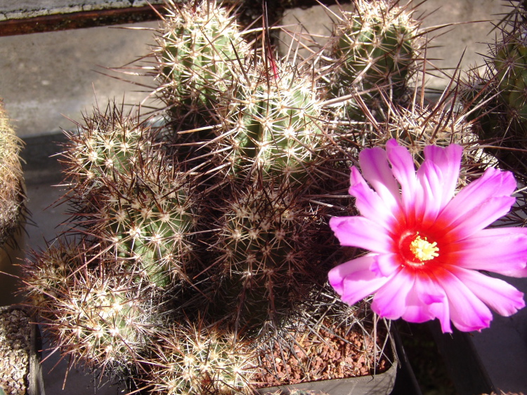 Echinocereus SB 1268 ferreirianus m