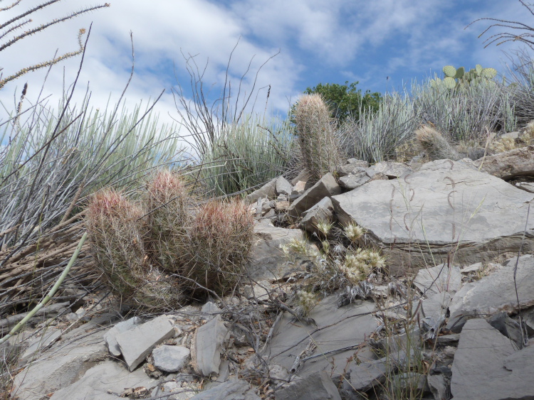 Jirka Vinar Thelocactus bolansis m
