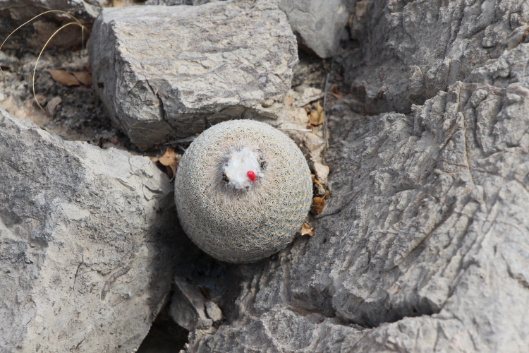 Musil Epithelantha micromeris m