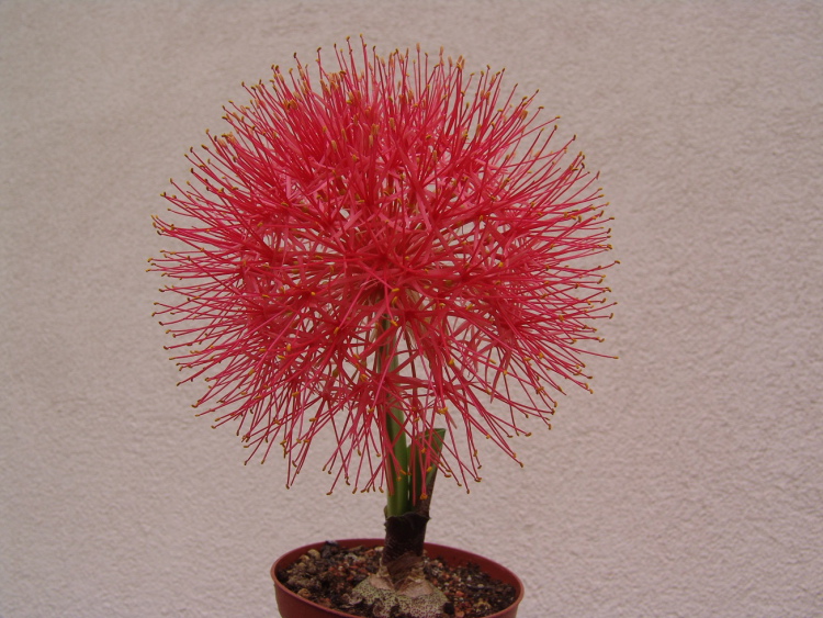 Scadoxus muktiflorus m
