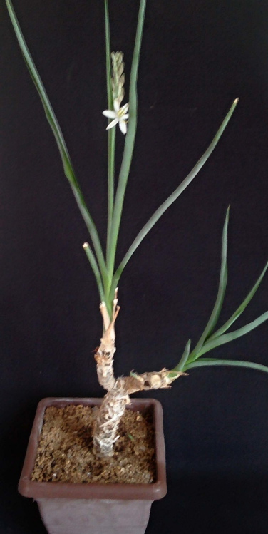Trachyandra saltii celek m