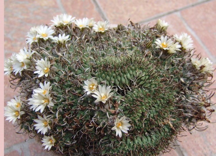 Turbinicarpus schvarzii m