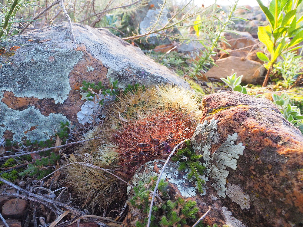 image033