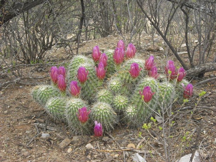 Antonio Negrosinfe Echinocereus sp 15 6 5 m