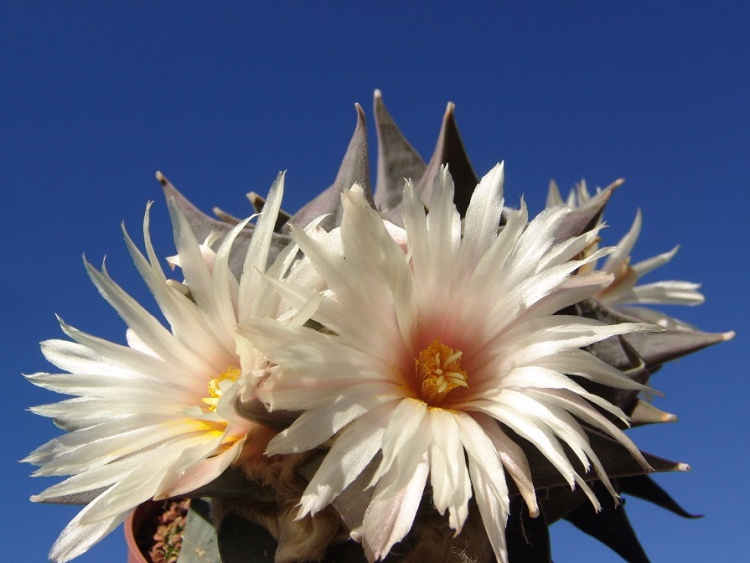 Ariocarpus PP 965 La Joya 2 m