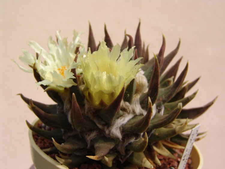 Ariocarpus trigonus PP 231 2 m