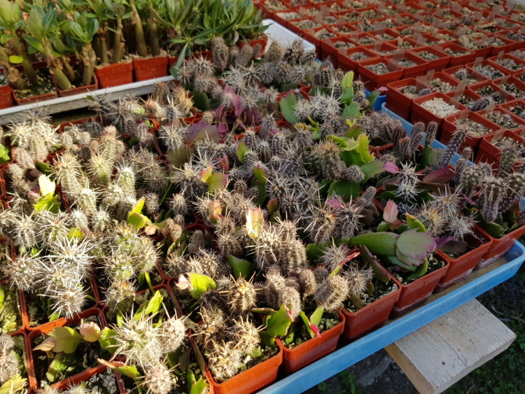 Austrocactus grafted on Schlumbergera 22 9 2019 2 m