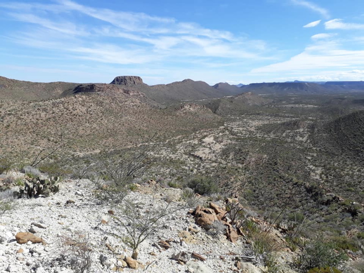 Coahuila lloydii 10 m