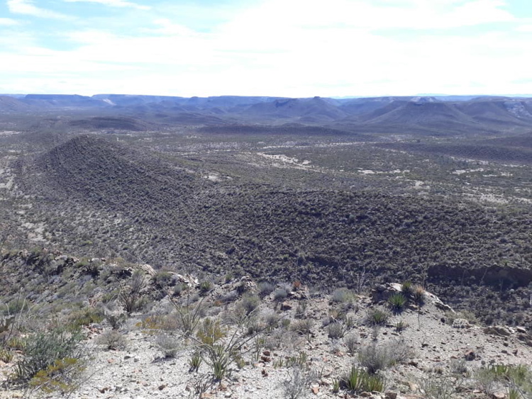 Coahuila lloydii 11 m