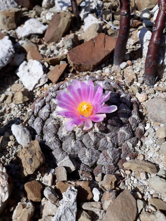 Coahuila lloydii 6 m
