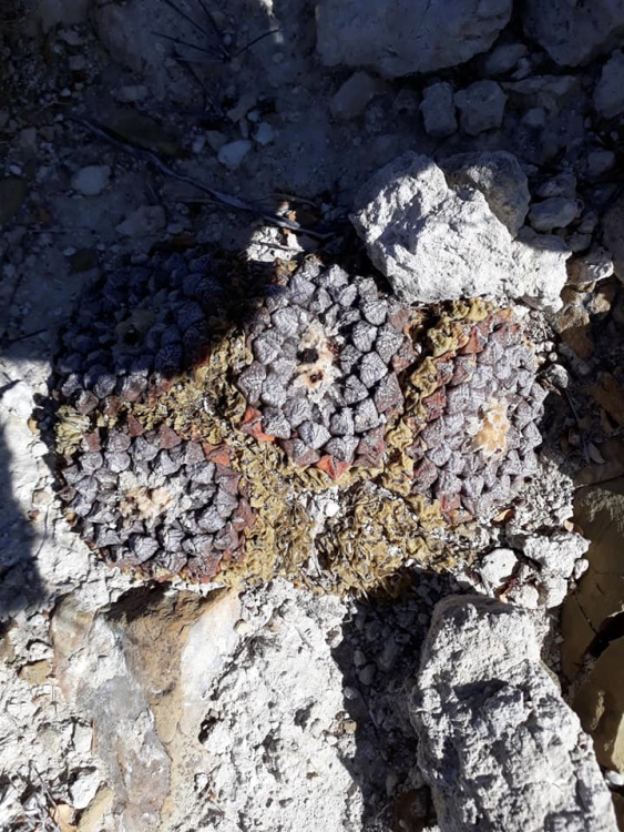 Coahuila lloydii 8 m