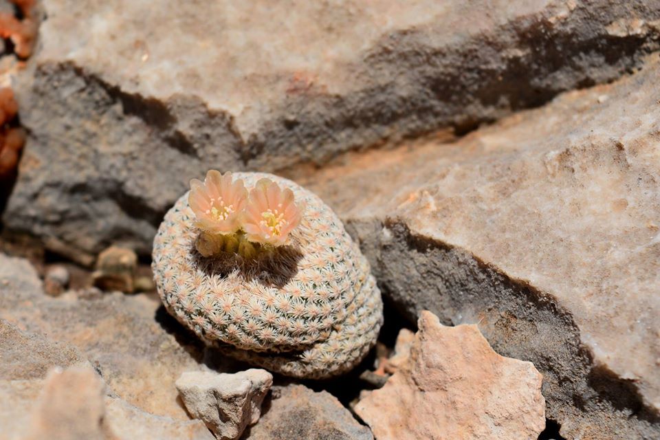 Epithelantha bokei