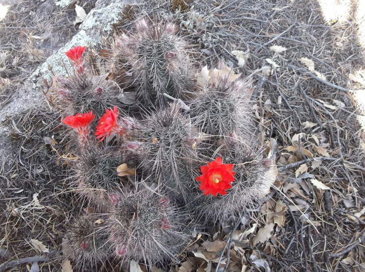Humberto Echinocereus polyacanthus Sierra del Vizcano Durango m