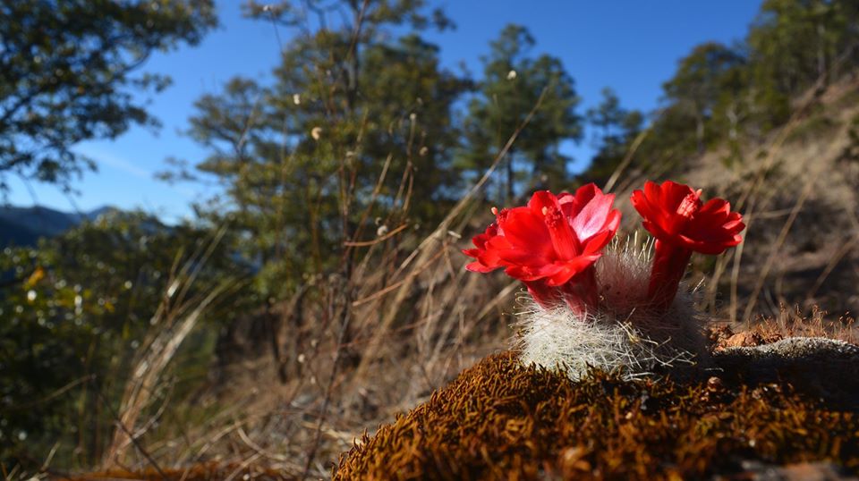 Mammillaria senilisChihuahuaMarzo