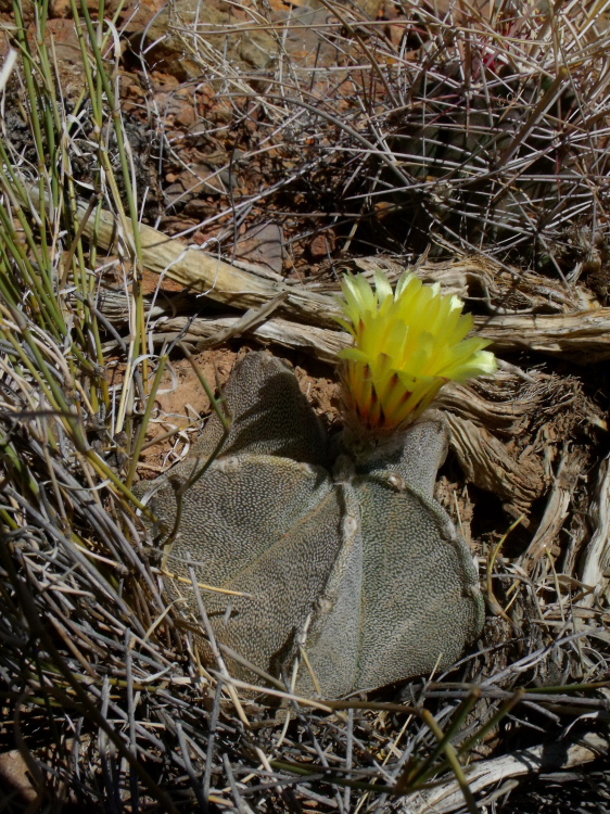 Astrophytum coahuilense PT 509 severn Ahuichila COAH Tma 3 m