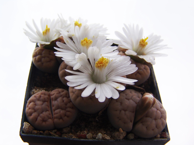 Lithops karasmontana C 317 2 m