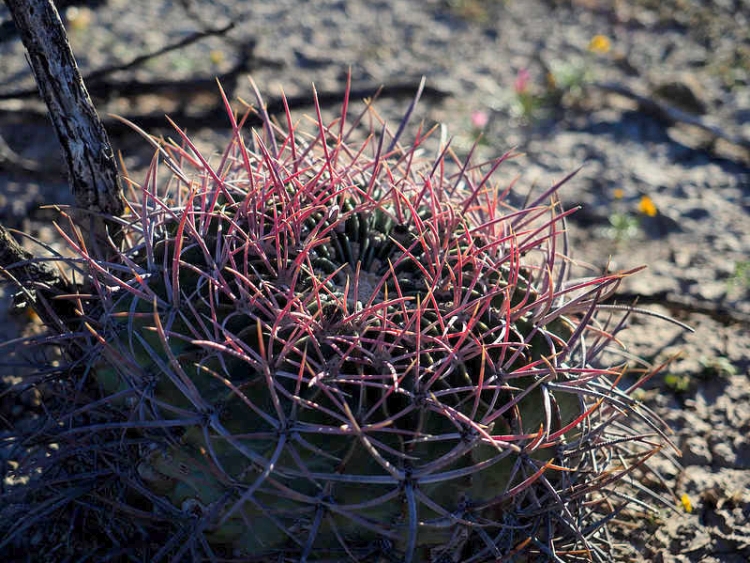 PB049174 SanGerardo WP1469 H texensis 750