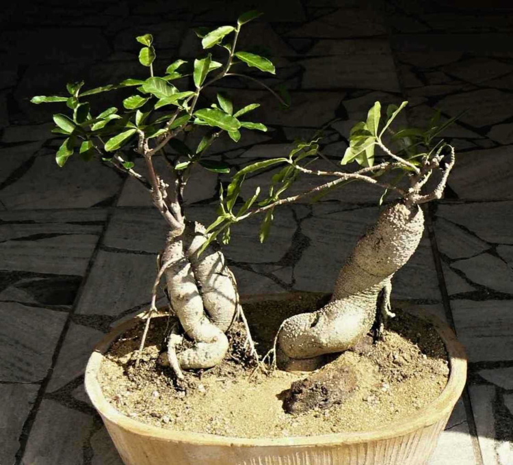 1 Fockea edulis duo z roku 1998 m