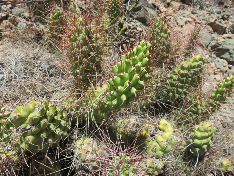 215 IMG 5023 Opuntia ASK10566 750