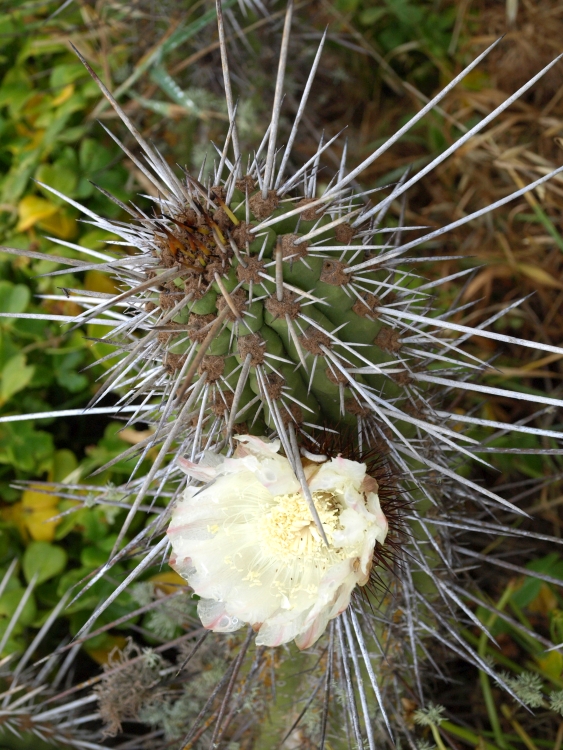 PB072138 Trichocereus litoralis Los Vilos 750