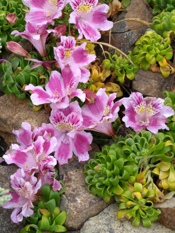 PB072141 Alstroemeria violacea Los Vilos 750