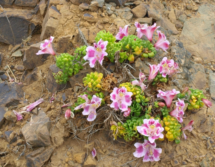 PB072143 Alstroemeria violacea Los Vilos 750