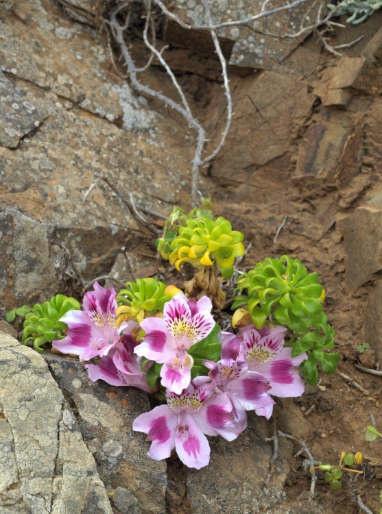 PB072159 Alstroemeria violacea Los Vilos 750