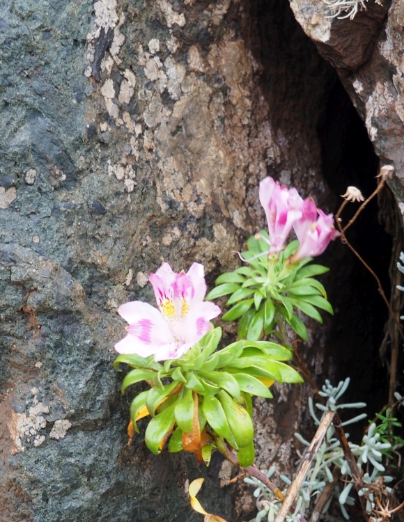 PB100120 Alstroemeria violacea Los Moles 750