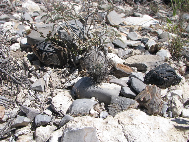 3 Gymnocactus subterraneus