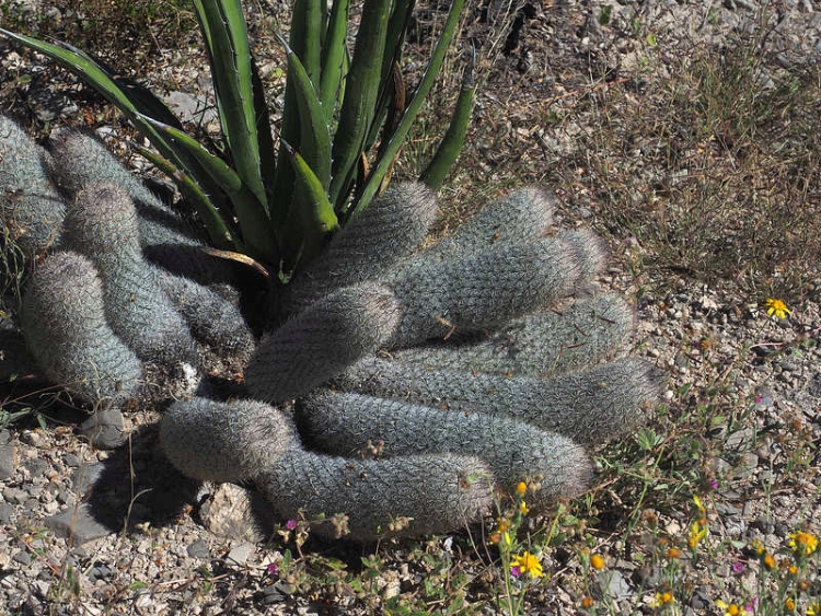 PB069472 VeinteDeNoviembra WP2071 M pottsii 750