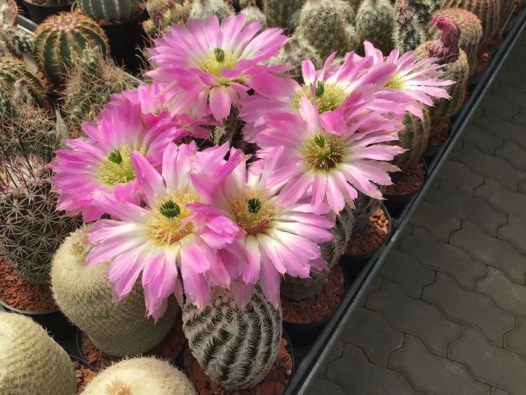 Echinocereus reichenbachii SB 941