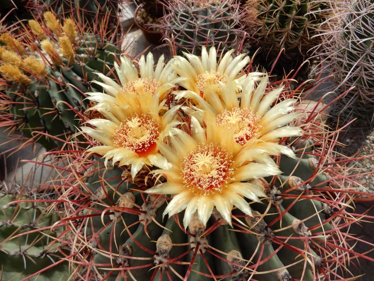 Ferocactus Emoryi 2 kopie 750