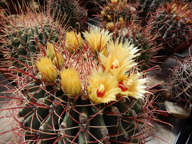 Ferocactus Emoryi kopie 750