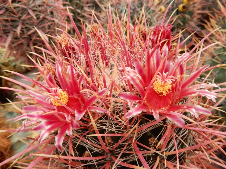 Ferocactus Gracilis kopie 750