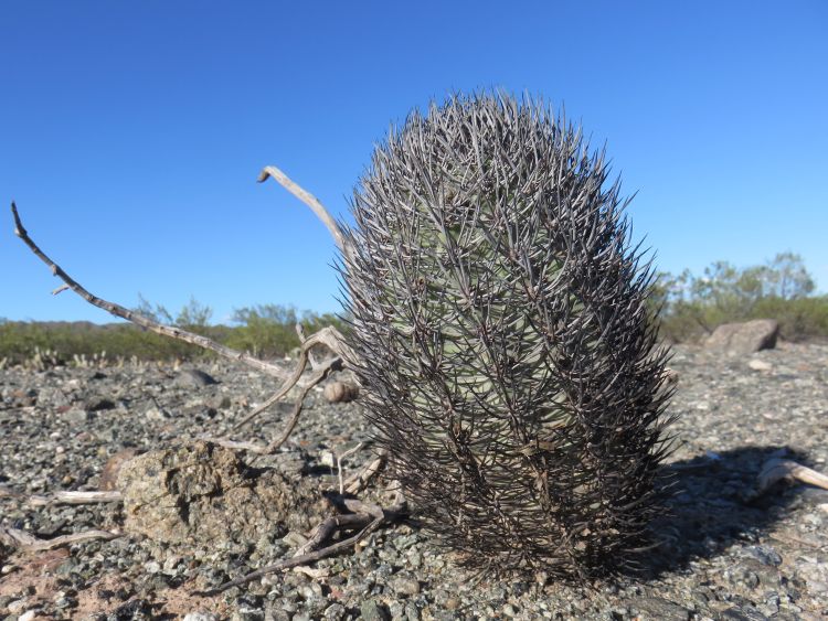 IMG 5657 Pyrrhocactus marayensis ASK10681 750
