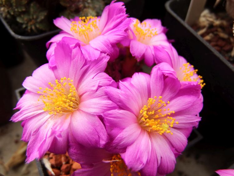 Mammillaria bertholdii 750